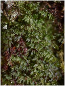 Close-up of the fern showing low-growing, tiny overlapping green leaves of a moss-like appearance.