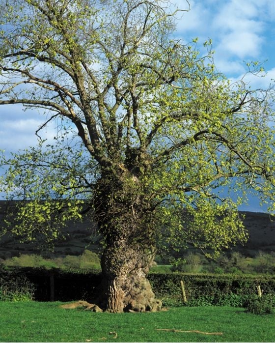 Large mature tree in a field next to a hedgerow with hills in the background