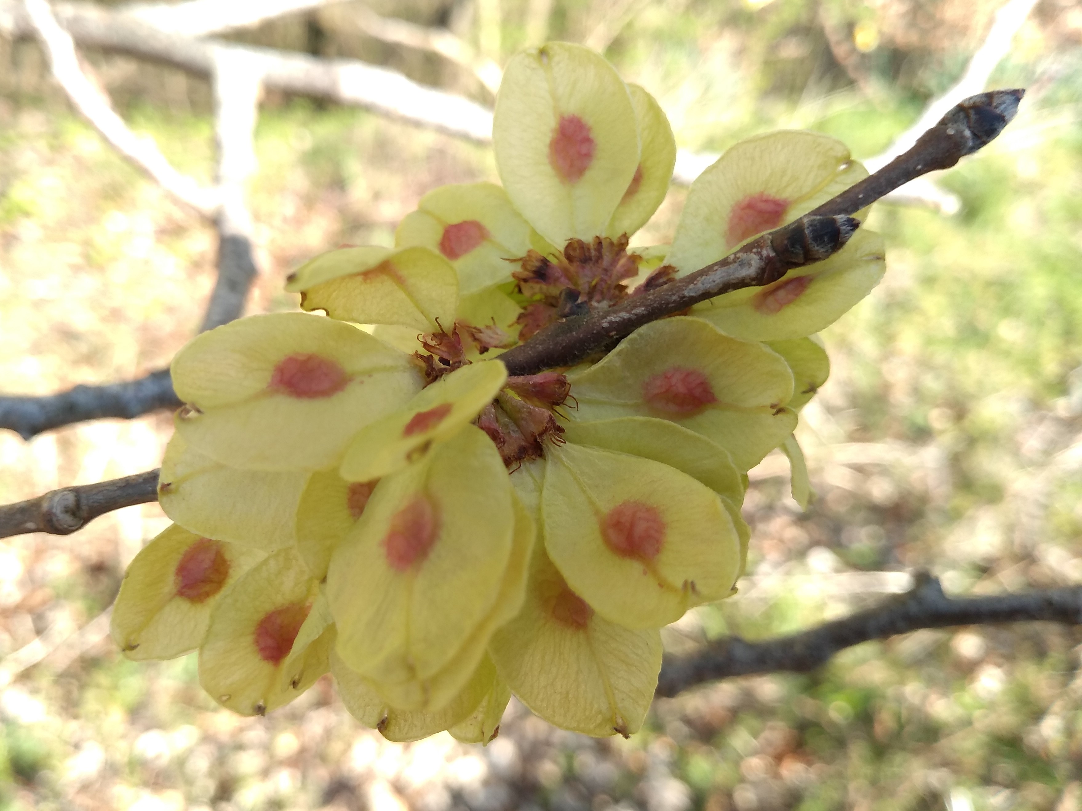 Close up of a cluster of Wych Elm fruits. The seed covering is reddish-pink and sits in the centre of lime-green wings forming an oval shape around the seed.