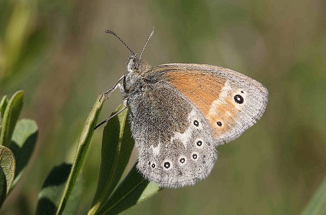 Butterfly perched with its wings closed showing the underwing. The top wing is orange with a black spot with buff centre and pale brown edge. The lower wing is brown and buff with an arc of black spots with buff centre spots.