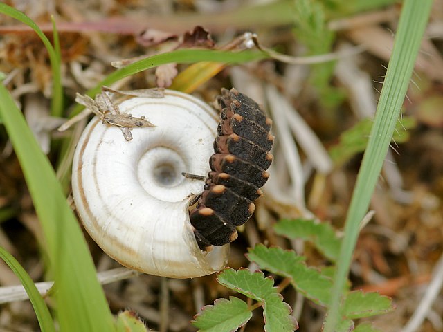 Larva standing on the shell of a snail with its head inside the opening of the shell.The larva is black with orange tips at the lower corner of each body segment