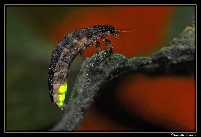 Close-up photograph of an adult female glow-worm standing on a twig with an orange background. She has about 8 body segments, the lower three are glowing green.