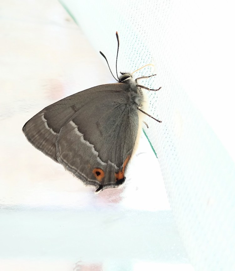 Close-up of a butterfly inside a netted cage. It has greyish brown wings with a white streak across each wing and an orange circle with a black dot at the edge of the wing. It's wings are closed and it is feeding on sugar-water through the holes in the netting.