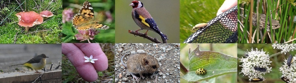 Amalgamation of photographs including, toadstools, Painted Lady butterfly, Goldfinch, beetle on a sweep net, toad, Grey Wagtail, white flower, mouse, ladybird and flies on a white flower.
