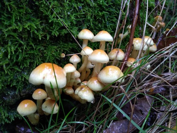 Group of fungi growing out of a mossy log. The mushrooms are a pale colour and caps are rounded with a darker apex.