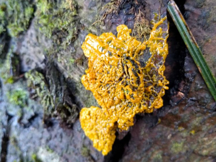 An area of bright orange slimy substance formed from a mass of thread-like veins