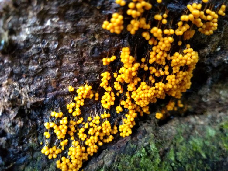 Bright orange bead-like blobs on the end of a fine thread. Grouped together and hanging from the trunk of a tree.