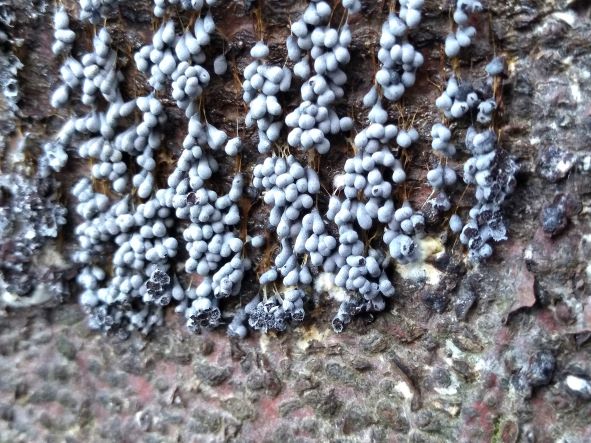 Grey bead-like blobs on the end of a fine thread. Grouped together and hanging from the trunk of a tree. The lower blobs have burst open showing tiny grey seed-like spores within