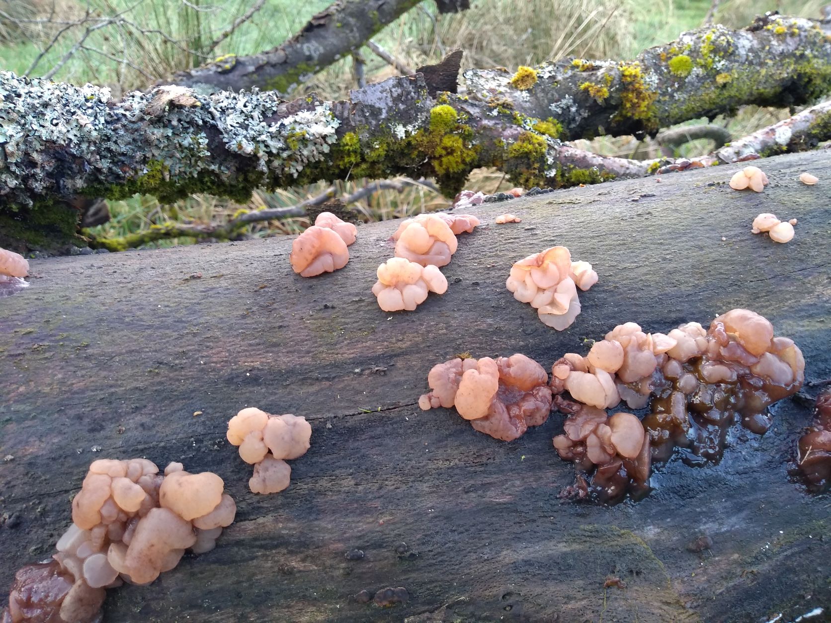 Clusters of pale pink jelly-like fungus growing out of the wood of a Beech trunk