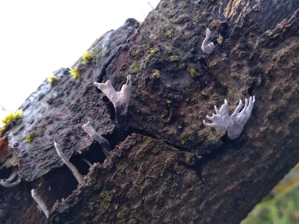 Fruiting body of the fungus emerging from underneath the Beech bark. It is black at the bottom and white at the top, looking like a snuffed out candle wick. The lower fruiting body has a distinctly branched, stag's horn shape.
