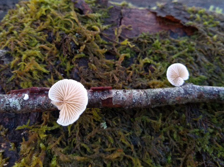 Two small white kidney-shaped mushrooms with gills and no stalk growing out of a small twig