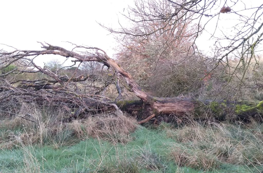 View of fallen beech tree from the side showing decaying trunk and branches.