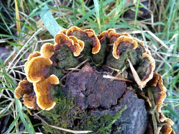A wavy edged bracket-like fungus with concentric rings in shades of cream, orange and pale brown, growing out of a rotten tree branch.