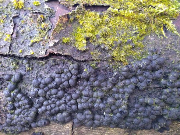 Cluster of black wart-like growths on the surface of Beech bark