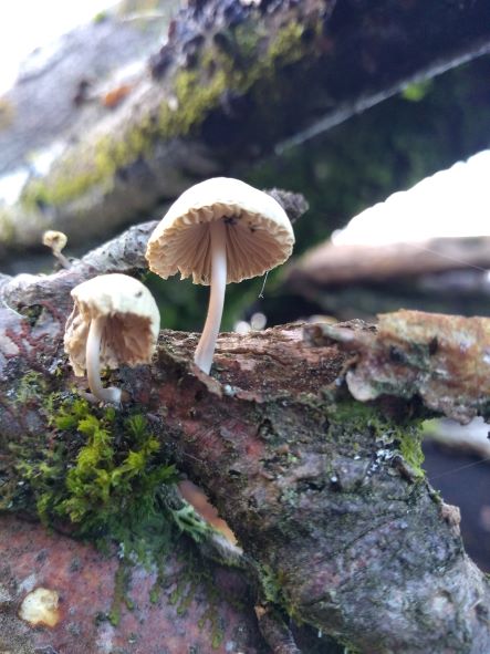 Two white toadstools growing out of beech bark. They have long smooth stalks with domed caps and gills underneath.