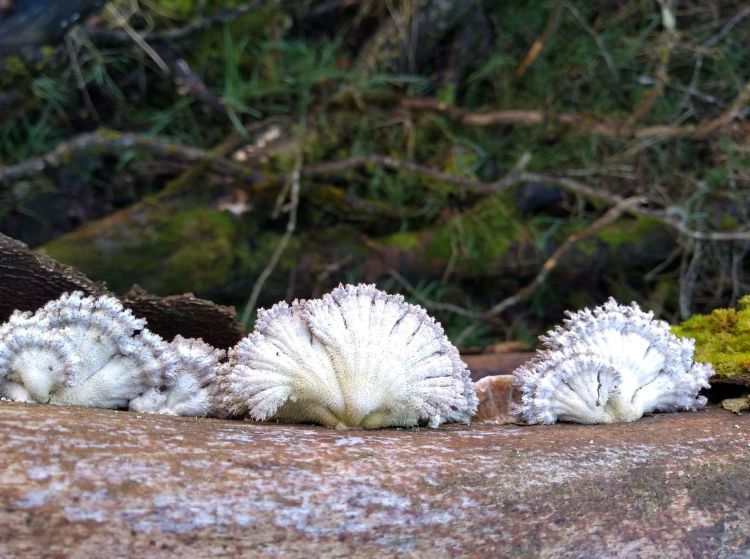 3 groups of fan-like semi-circular mushrooms with a lilac-coloured, feathered edge, growing out of a tree trunk