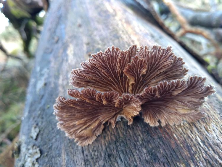 Pale brown fan-shaped underside of stalkless mushroom on the surface of a beech branch. Th gills are prominent and branch off forming almost tree-shaped fans with irregular edges.