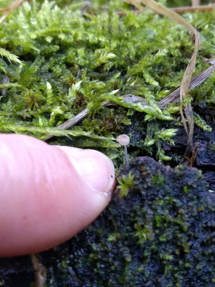 Finger pointing to toadstool growing out of mossy bark. The toadstool is just slightly taller than the depth of the finger.