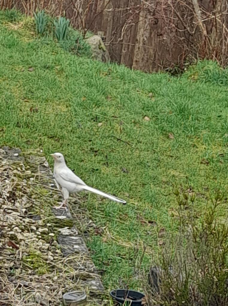 Magpie with all feathers white, and pale yellow beak and legs and feet, standing on the ground in a garden.