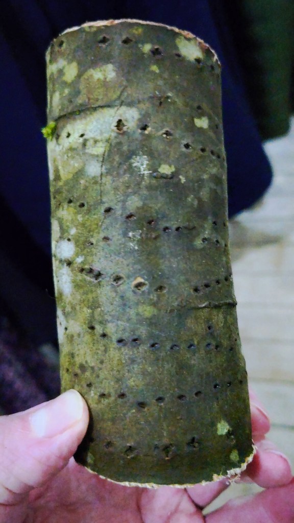 Side view of sawn log with a line of continuous holes spiralling around it spaced around 0.5cm to 1cm apart.
