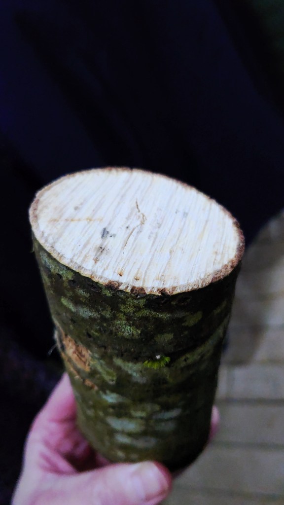 View of sawn log from the top showing a couple of holes around the inside edge