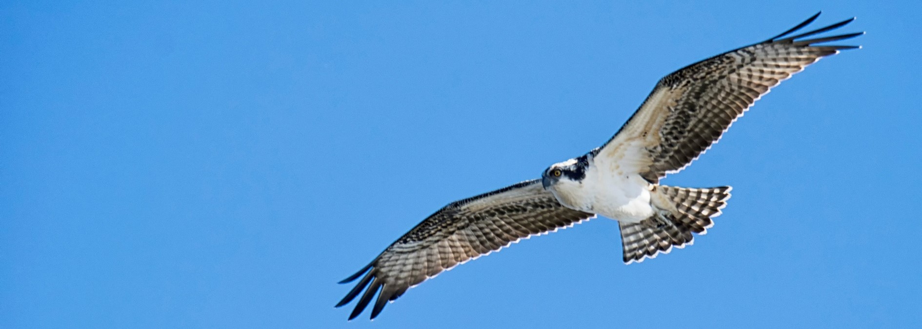 Large bird of prey with white chest and brown bars on its wings and tail, flying with wings outstretched and blue skies behind