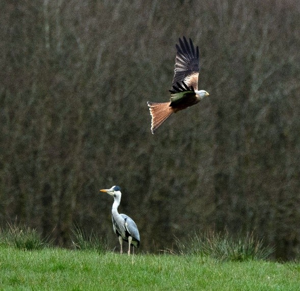 Grey heron standing on grass with a Red Kite flying past it, and woodland in the background.
