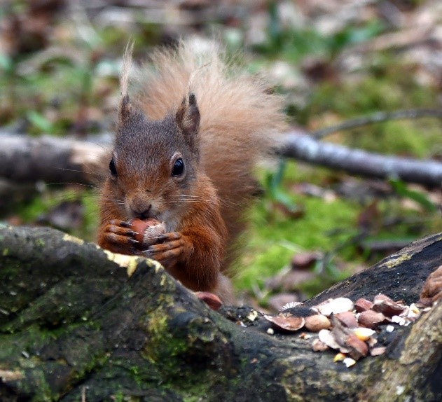 head shot of a red squirrel holding a hazelnut up to its nose with a tree branch with nuts scattered on it in the foreground.