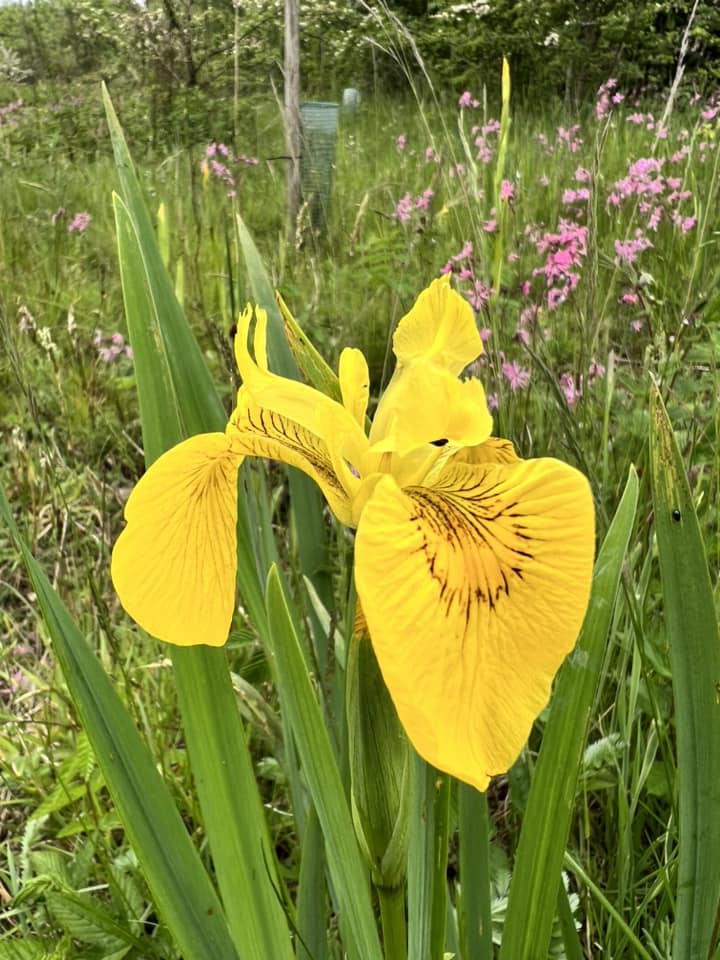 large yellow flower of Flag Iris with pink flowers of Ragged Robin in the background