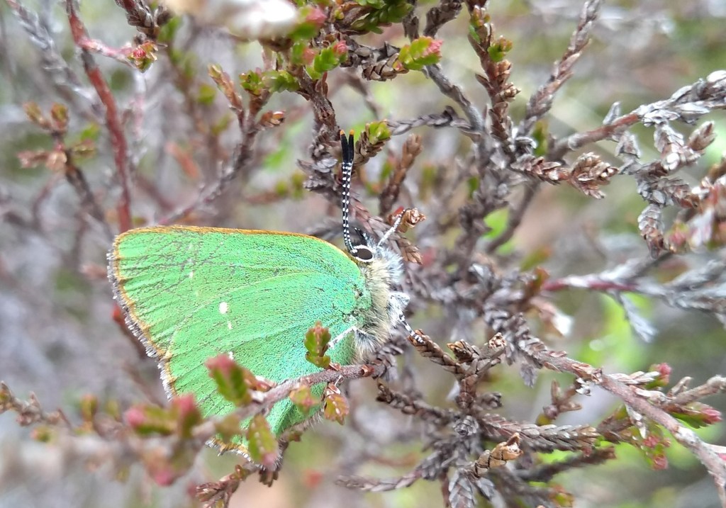 Butterfly with bright green underwing perched on stems of heather