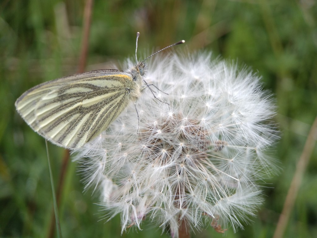 Butterfly with pale yellow underwing with greyish-green vein pattern, perched on a dandelion seedhead