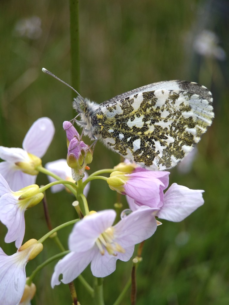 Butterfly with green, white and yellow mottled underside, perched on pale lilac flowers