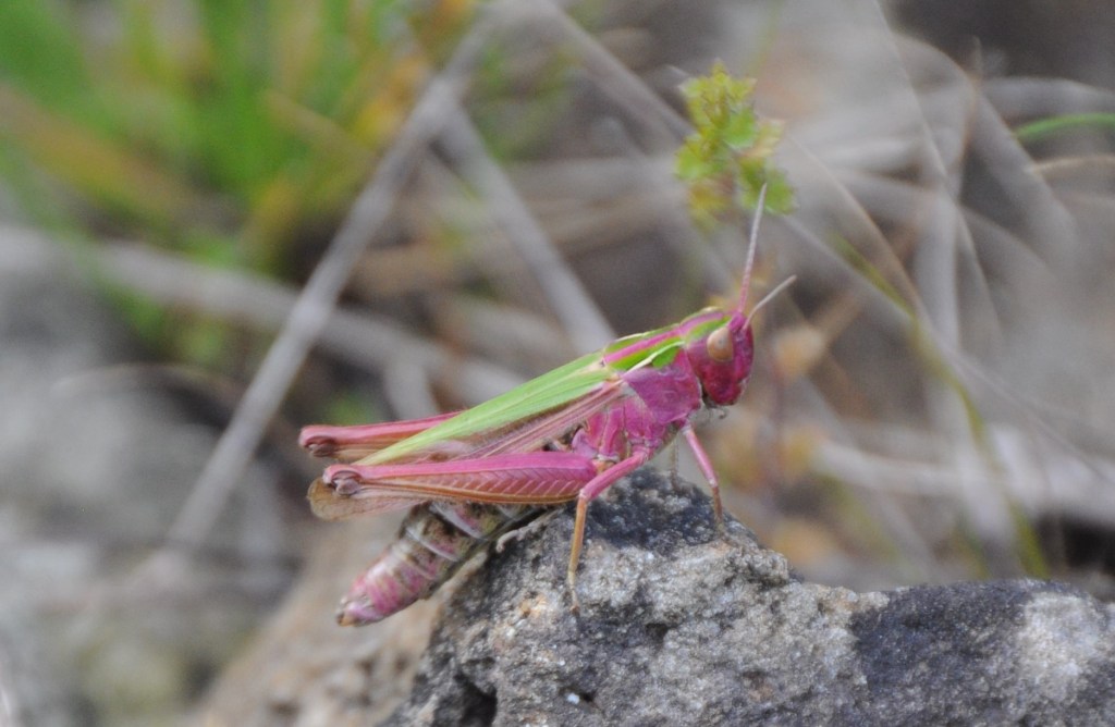 Close-up of grasshopper with pink and green colouring, perched on a rock