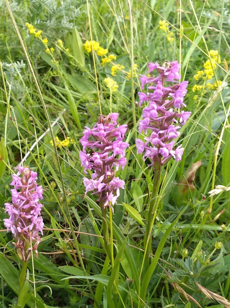 Three spikes covered in pale pink flowers emerging from grassland