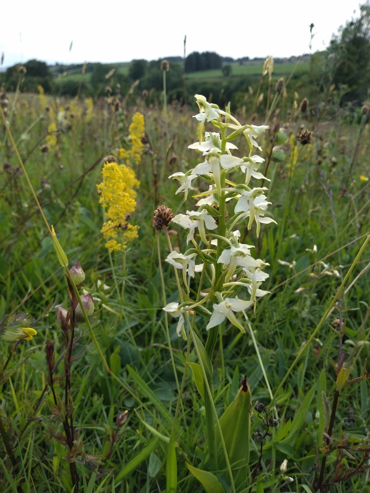 Spike with cream coloured flowers along its length in a grassland with a mixture of other flowers