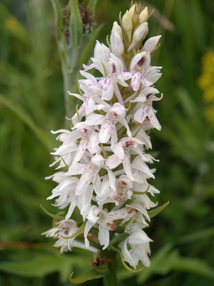 Spike with terminal flowers forming a narrow triangular shape, Individual flowers are white with purple lines on the petals and a long central lower petal