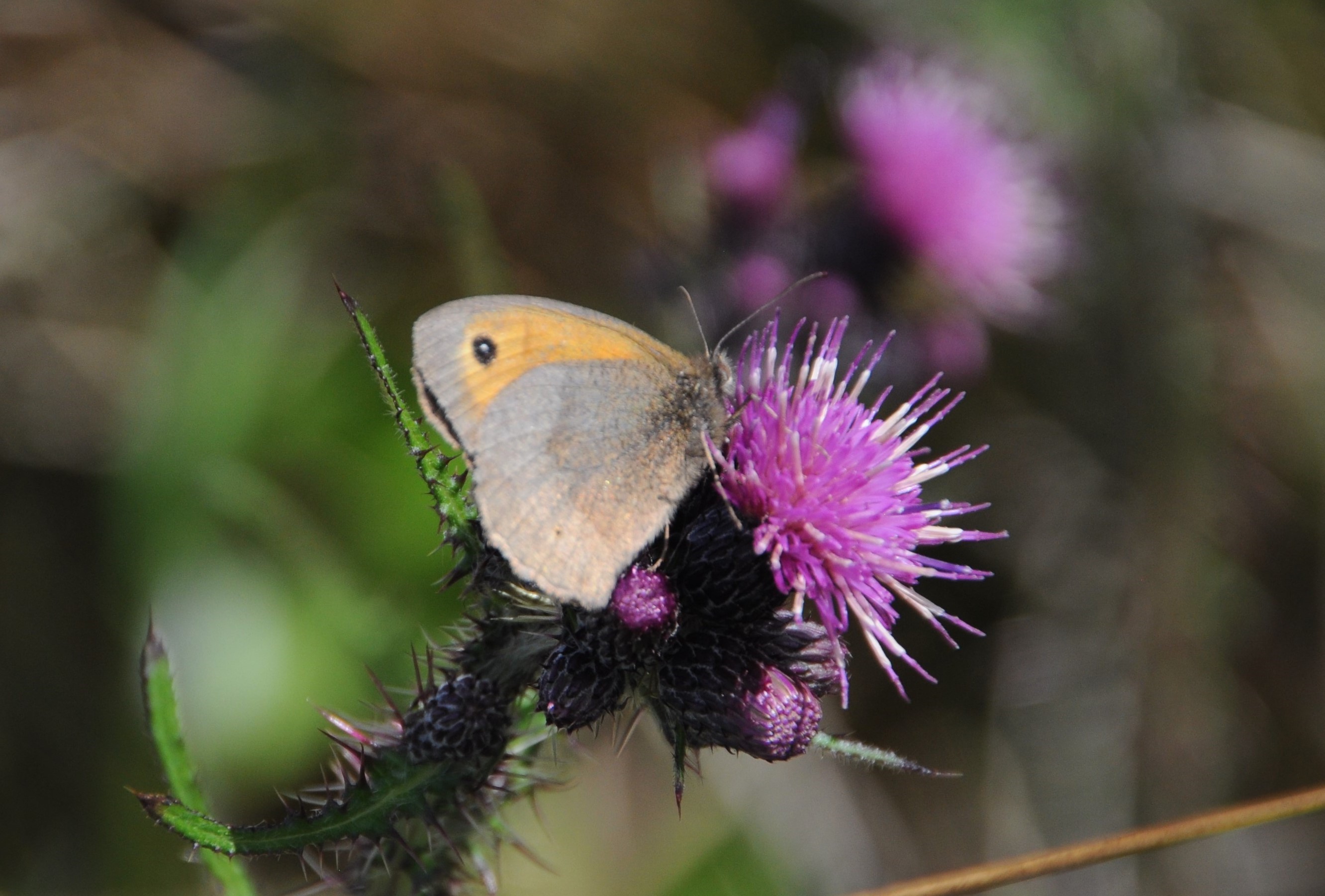 Orange and brown butterfly perched on a purple flower of marsh thistle