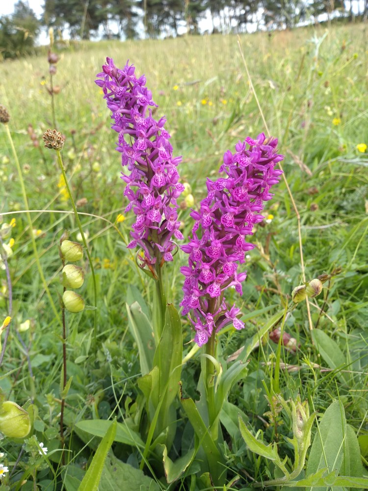Two orchid flower spikes covered in deep pinky purple flowers along their length forming an oblong shape.