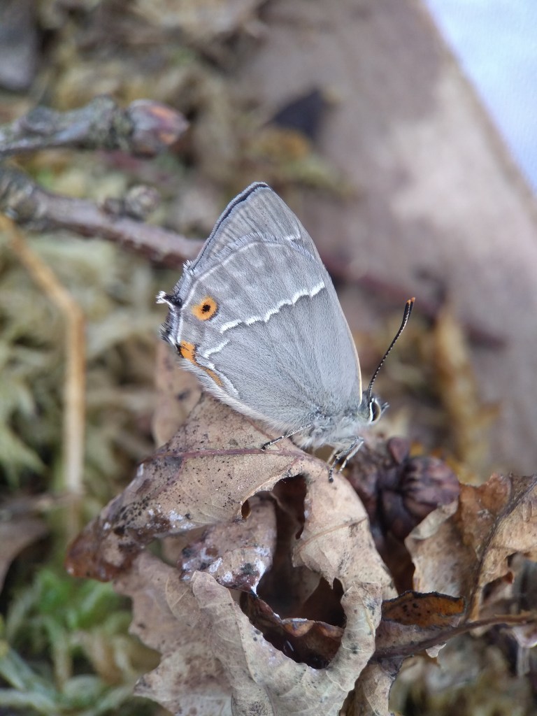 Side view of butterfly perched on dried leaf