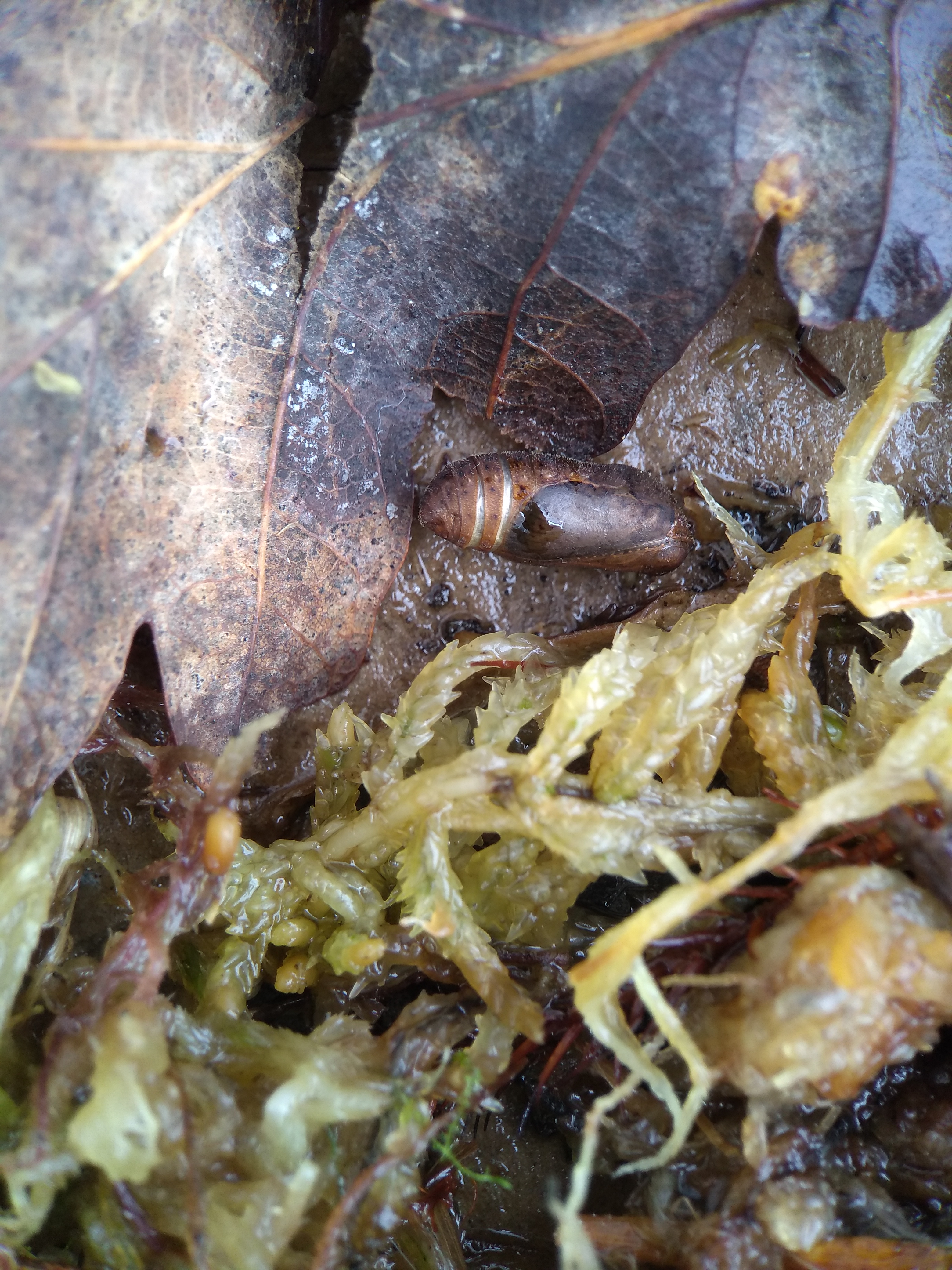 Chrysalis with lower segments bursting apart and darkened wing-shaped areas