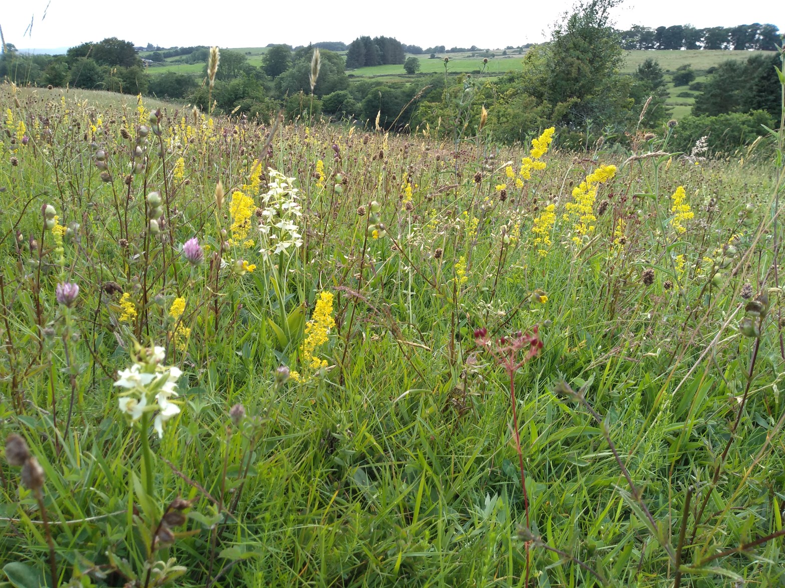 Grassland full of different types of flowers including red clover, greater butterfly orchid, lady's bedstraw, pignut, ribwort plantain and yellow rattle