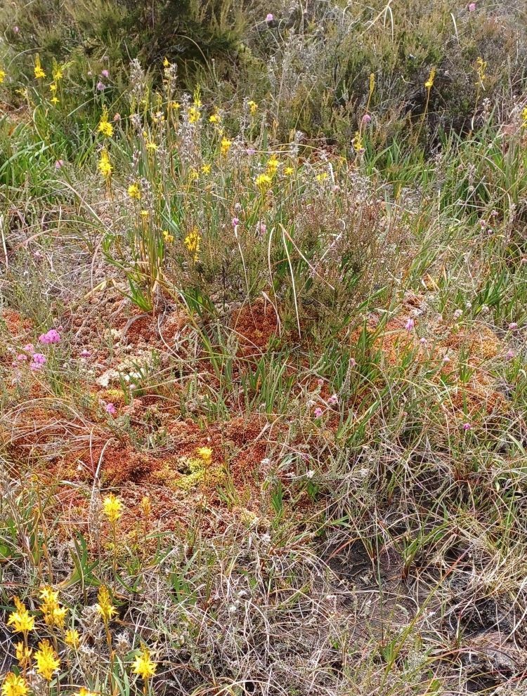 Red and Yellow clump of moss with bright yellow bog asphodel flowers around it