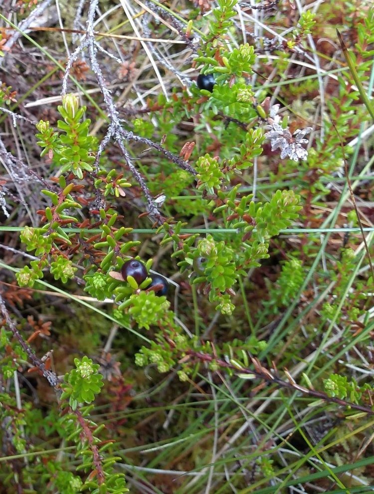 Black fruits attatched to thin dark stems with bright green narrow leaves