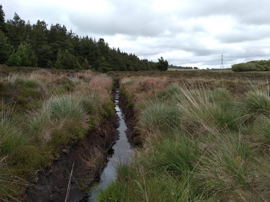 Bog between a conifer plantation and deep drainage ditch filled with water