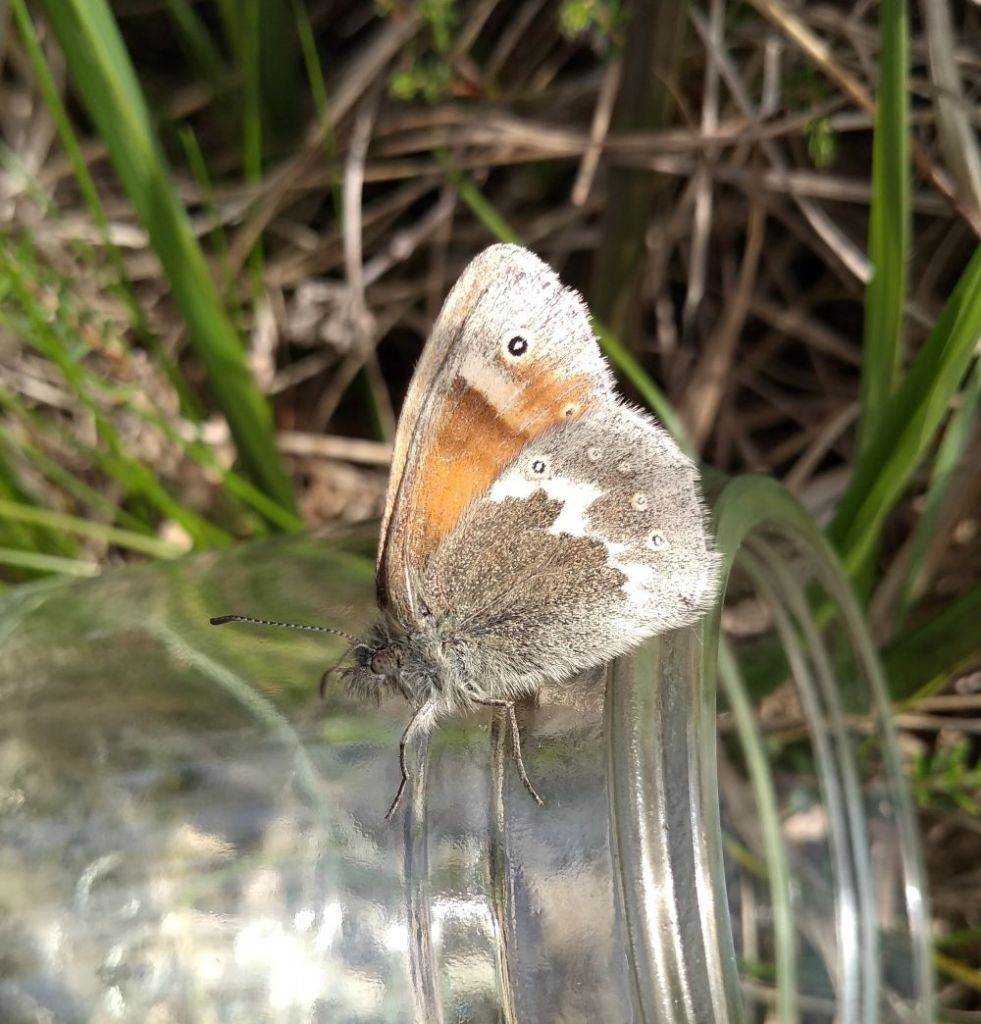 Orange and brown butterfly with a line of ringed dots along the edge of wing