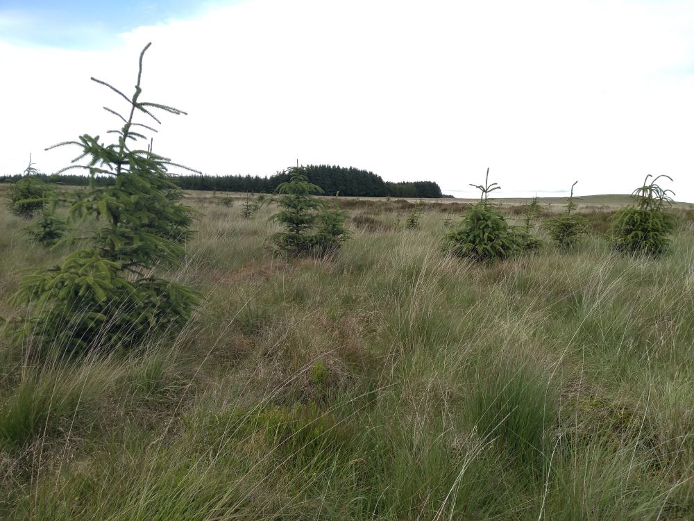 A large number of conifers spaced out across a bog