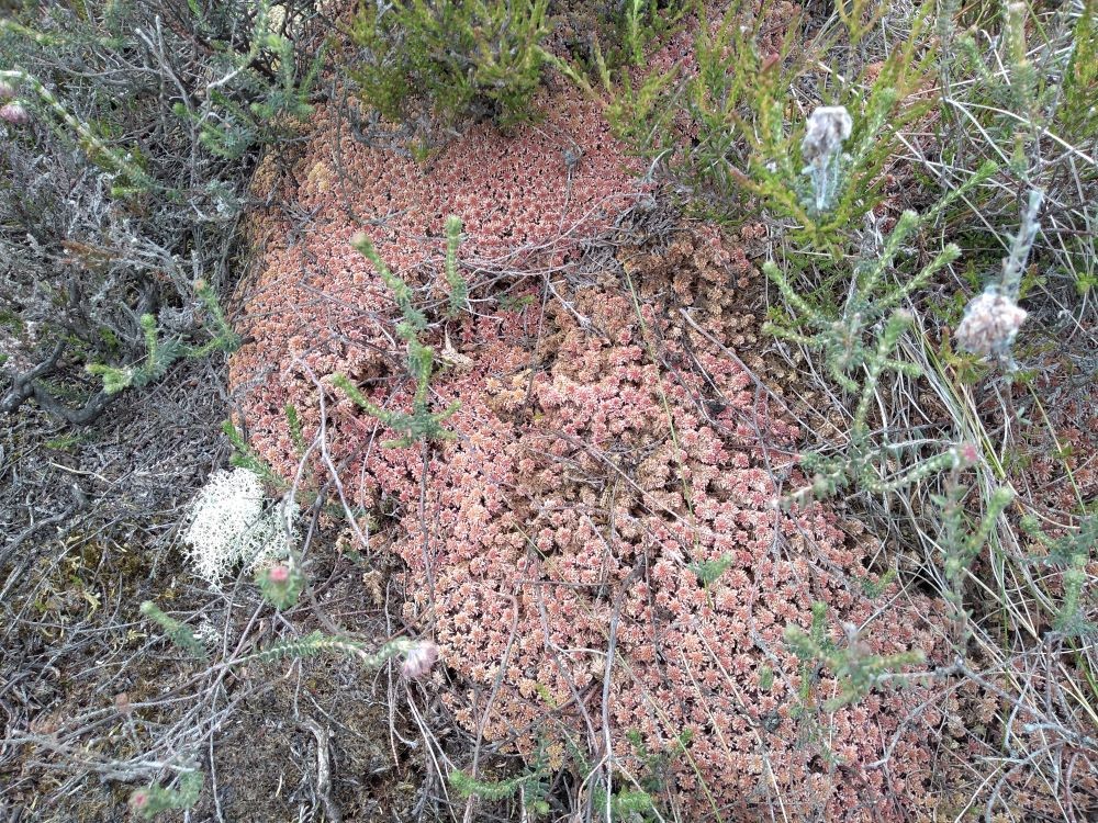 Close-up of a matt of moss which is pale and dry looking with other plants growing around and through it