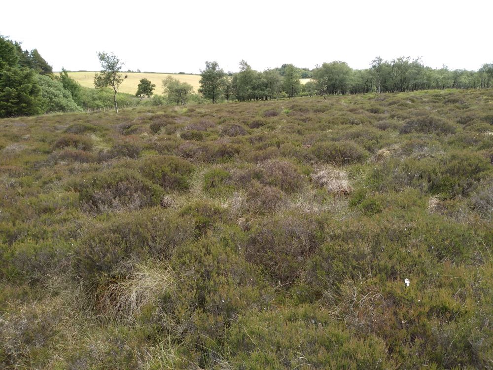 Foreground predominantly clumps of Heather with birch scrub in background