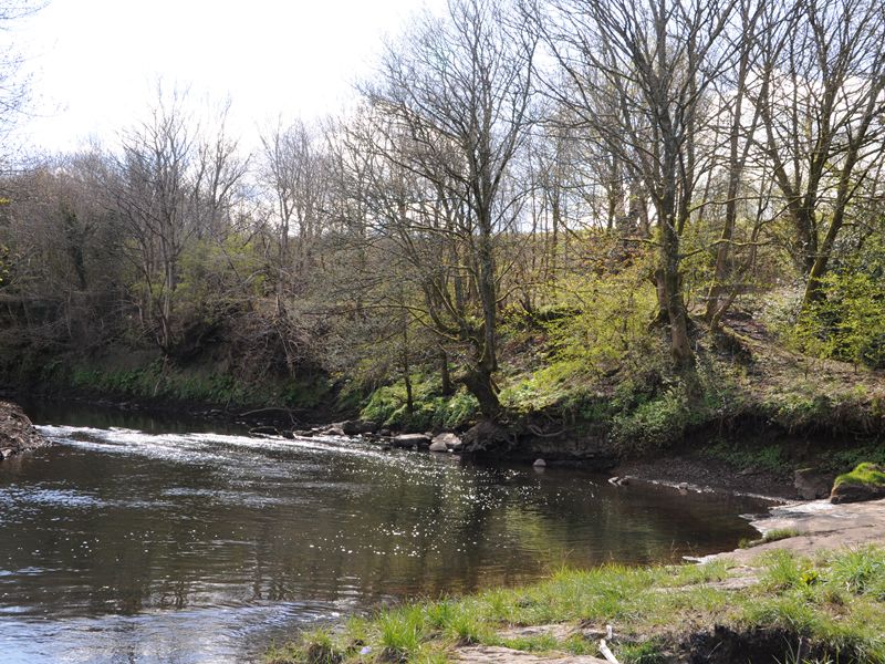 A sunny scene of a bend in a river flowing past a steep bank with mature leafless trees trees.