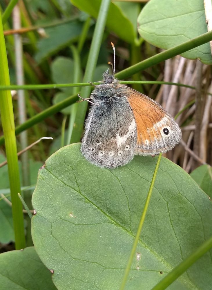 Orange and pale brown and grey butterfly with one large ringed dot and a line of smaller dots along the edge of the underwing